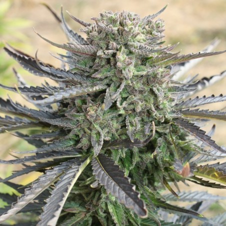 Blue Mazar Auto