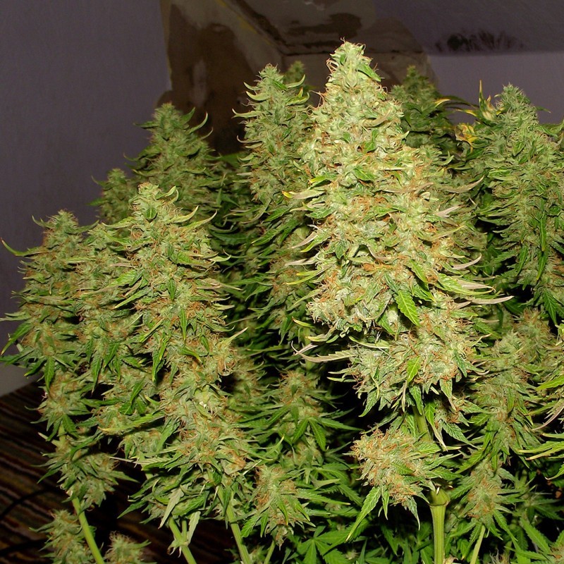 Blue Mazar Auto
