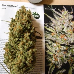 Blue Mazar Auto