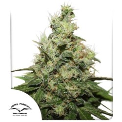 Kush CBD