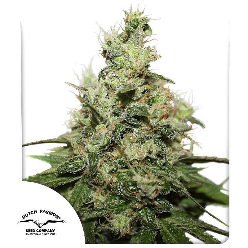 Kush CBD