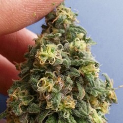Kush CBD