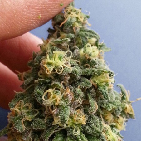 Kush CBD