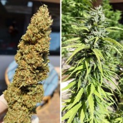 Kush CBD