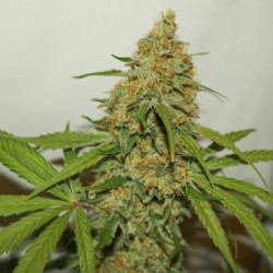 Kush CBD