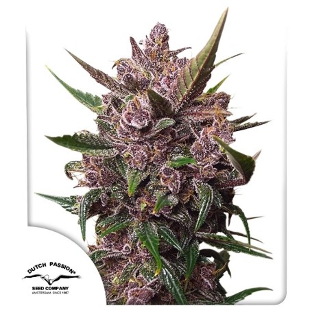 Blackberry Kush Auto