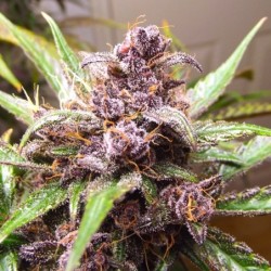 Blackberry Kush Auto