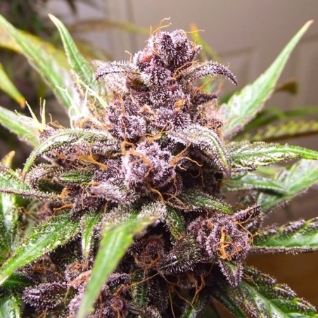 Blackberry Kush Auto