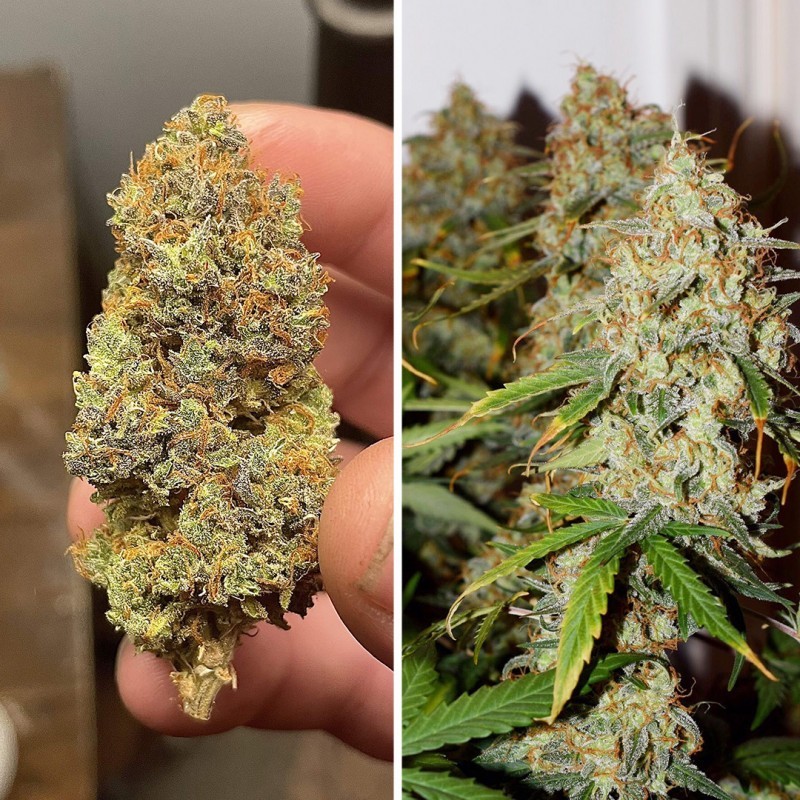 Brooklyn Sunrise Auto