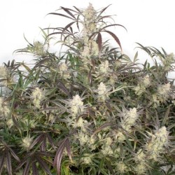 Brooklyn Sunrise Auto