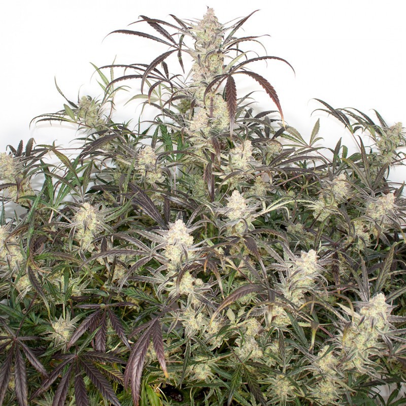 Brooklyn Sunrise Auto