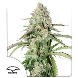 Colorado Cookies Auto