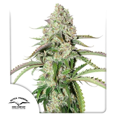 Colorado Cookies Auto