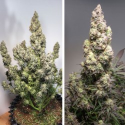 Colorado Cookies Auto