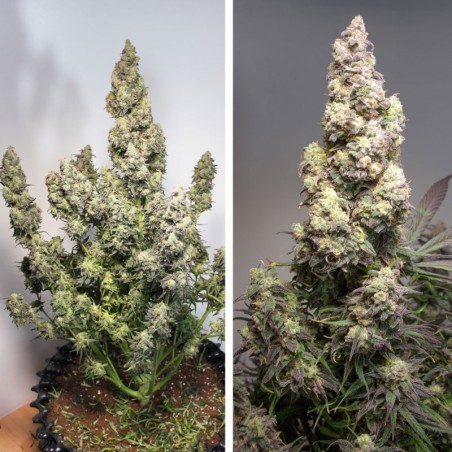 Colorado Cookies Auto