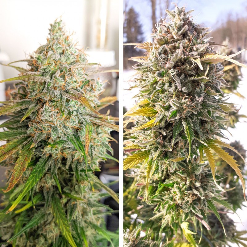 Colorado Cookies Auto