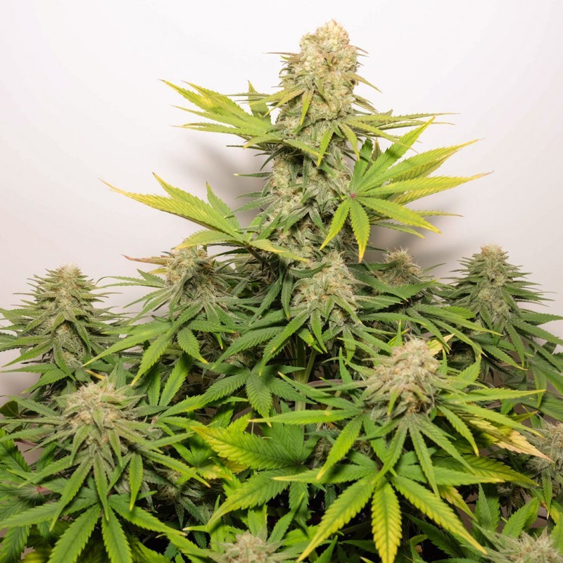 Colorado Cookies Auto