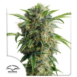 Daiquiri Lime Auto