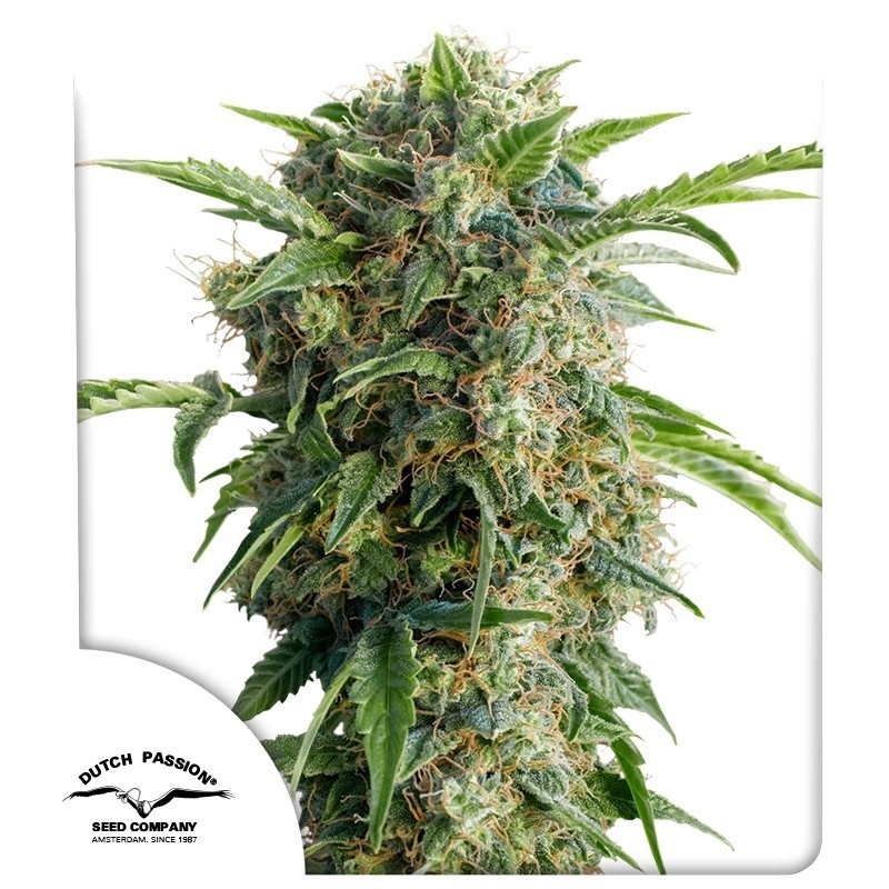Daiquiri Lime Auto