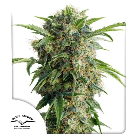 Daiquiri Lime Auto