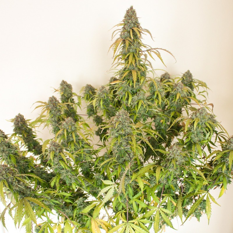 Daiquiri Lime Auto