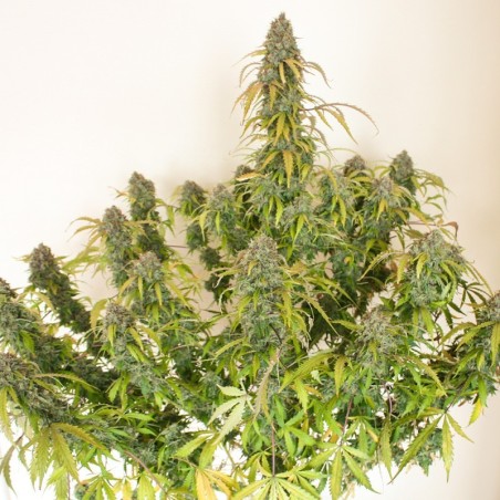 Daiquiri Lime Auto