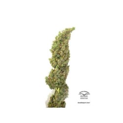 Daiquiri Lime Auto