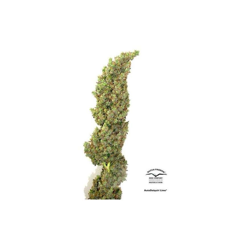 Daiquiri Lime Auto