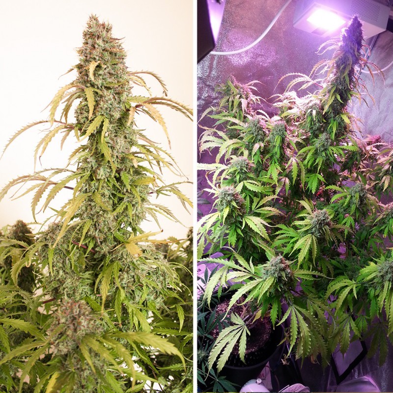 Daiquiri Lime Auto