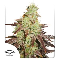 Night Queen Auto