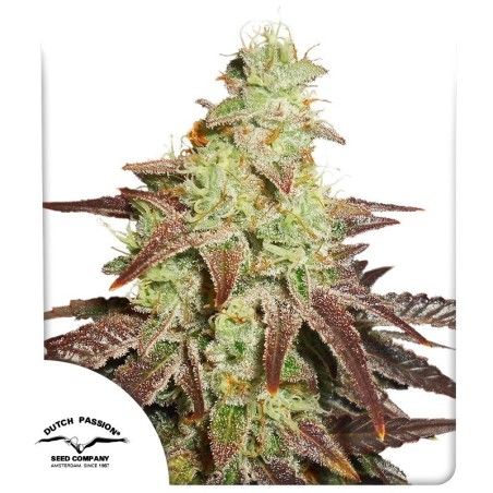 Night Queen Auto