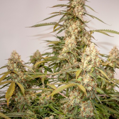 Night Queen Auto