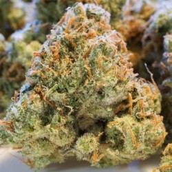Night Queen Auto
