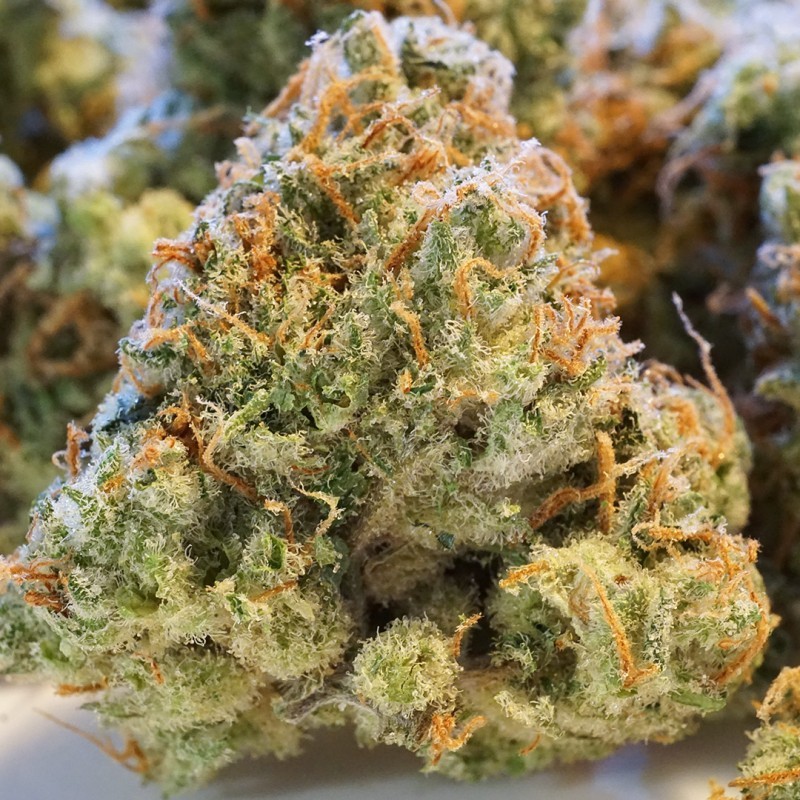 Night Queen Auto
