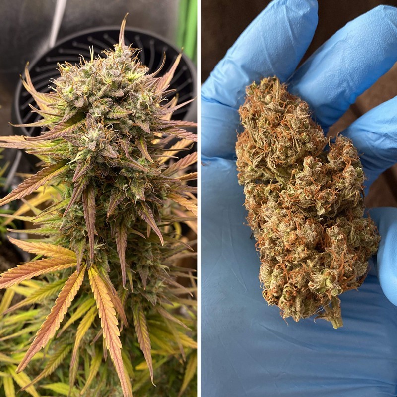 Night Queen Auto