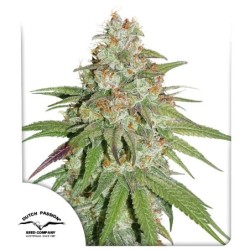 Glueberry O.G.