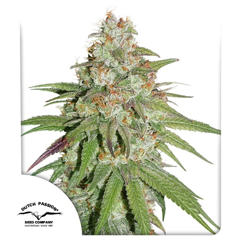 Glueberry O.G.