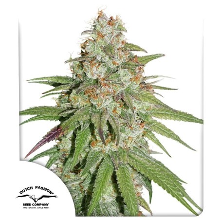 Glueberry O.G.