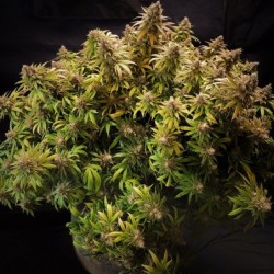 Glueberry O.G.