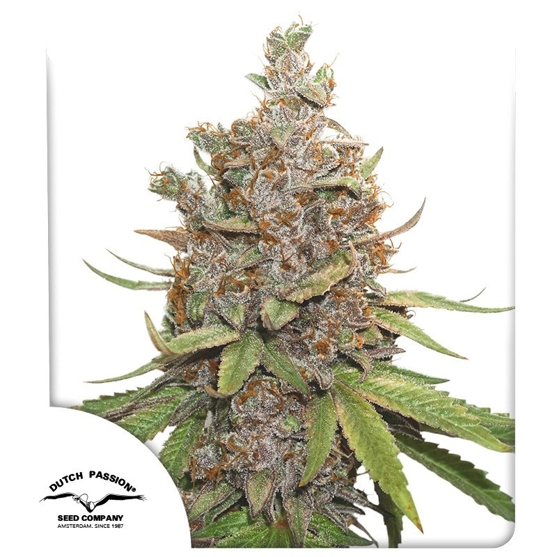 Glueberry O.G. Auto