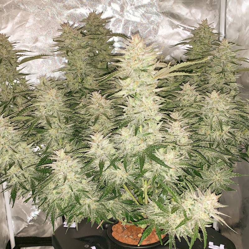 Glueberry O.G. Auto