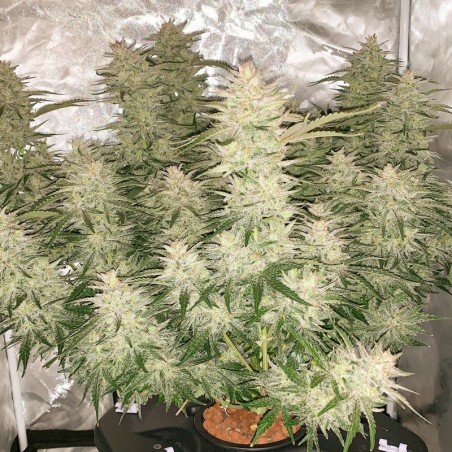 Glueberry O.G. Auto