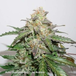 Glueberry O.G. Auto