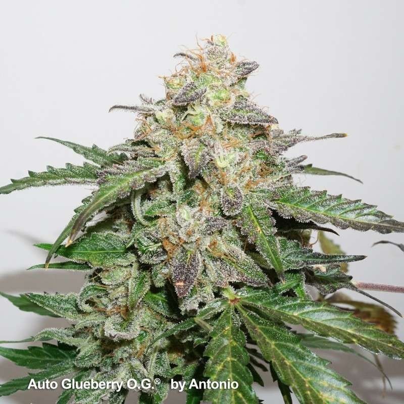 Glueberry O.G. Auto