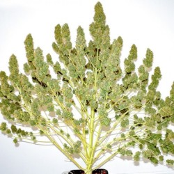 Glueberry O.G. Auto