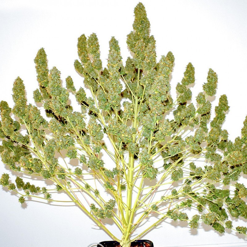 Glueberry O.G. Auto