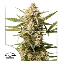 Cinderella Jack Auto