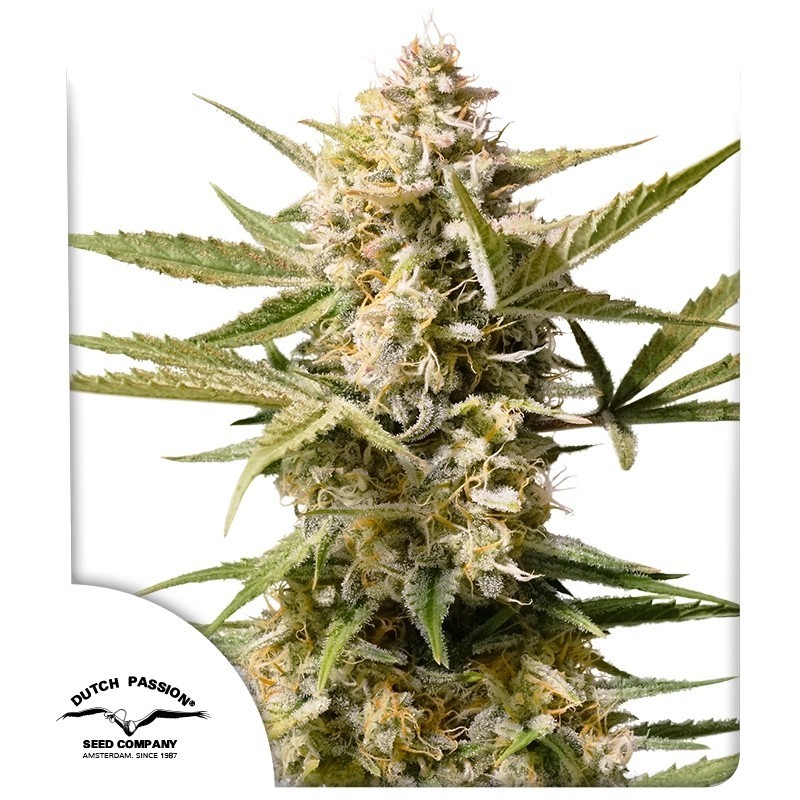 Cinderella Jack Auto