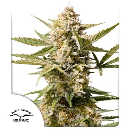 Cinderella Jack Auto