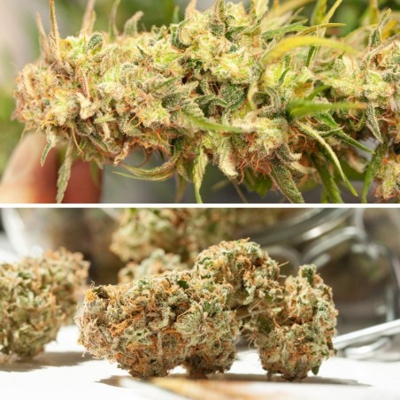 Cinderella Jack Auto